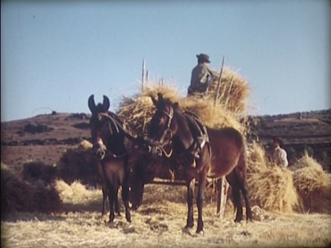 Trabalhos agrcolas em Urros, registo de Alfredo Matos Ferreira,1968